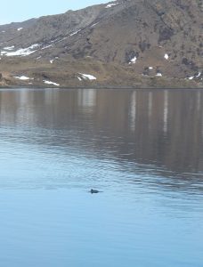 Zwei Schweinswale begrüßen uns im Fjord.